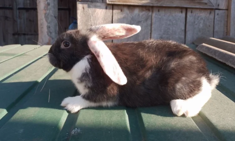Кролі мішаної породи - фото № 1