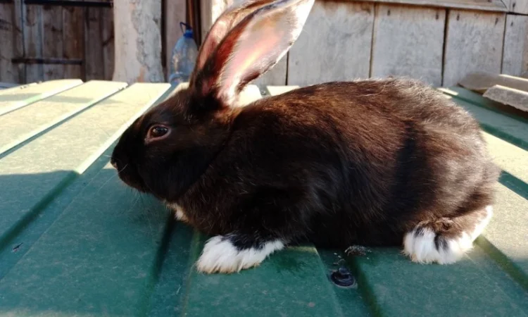 Кролі мішаної породи - фото № 2