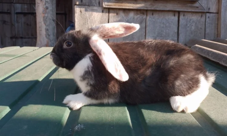 Кролі мішаної породи - фото № 3