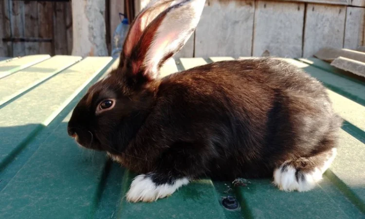 Кролі мішаної породи - фото № 4