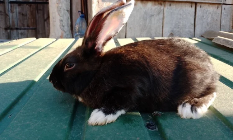 Кролі мішаної породи - фото № 5