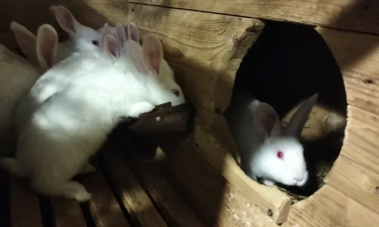 Продам кролів термонців - фото № 1