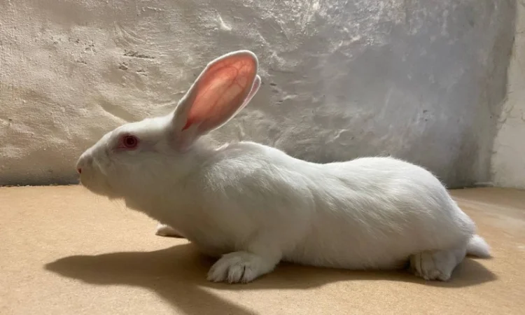 Кролі породи термонська біла - фото № 2