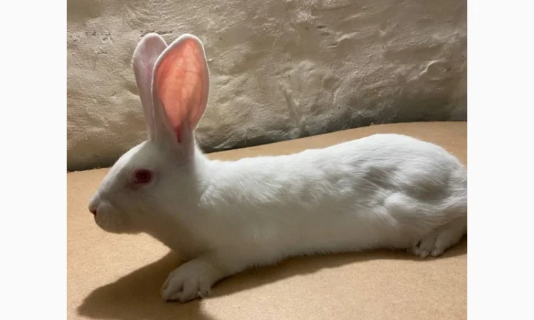 Кролі породи термонська біла - фото № 3