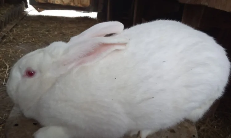 Продам кролів породи термонська біла - фото № 1