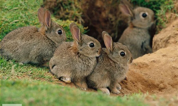 Дикий кролик, мисливський охотничий австралийский кролик - фото № 1