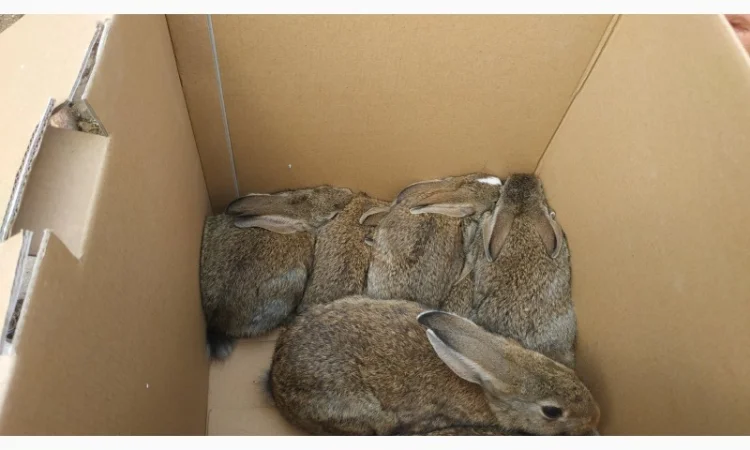 Продам диких австралийских кроликов - фото № 1