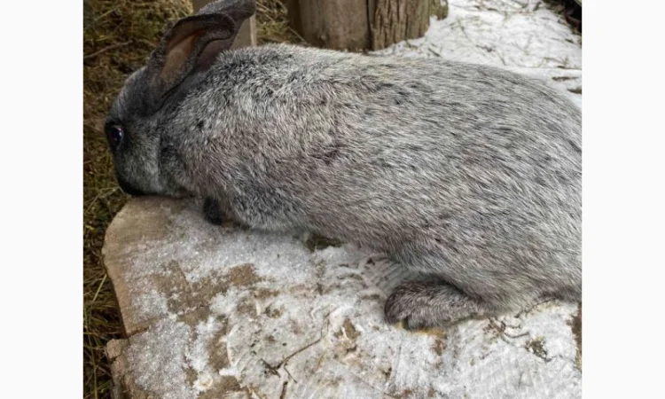 Продам кролі Полтавське Срібло - фото № 1