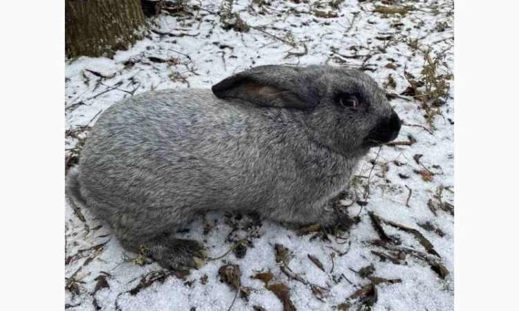 Продам кролі Полтавське Срібло - фото № 2
