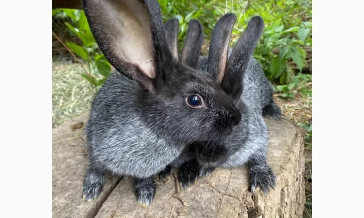 Продам кролі Полтавське Срібло - фото № 5