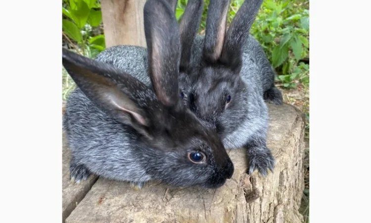Продам кролі Полтавське Срібло - фото № 6