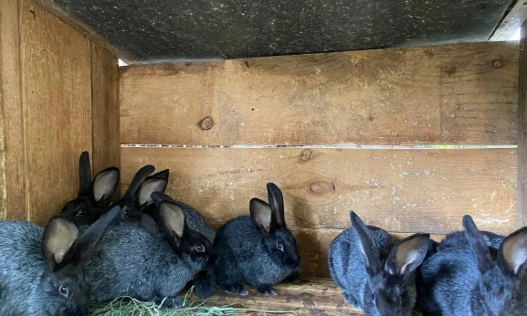 Продам кролі Полтавське Срібло - фото № 7