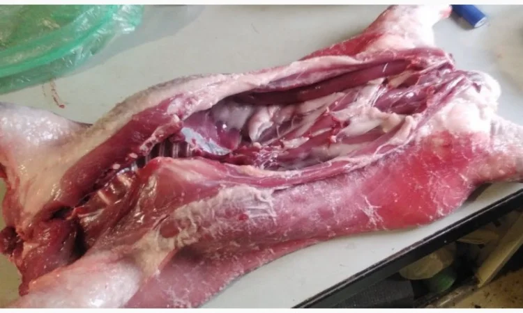 Продам мясо нутрии тушка - фото № 1