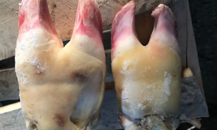 Путовий суглоб, ніжки свині - фото № 1