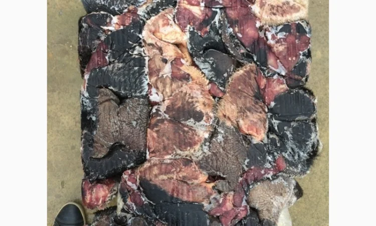 Продам Уши, Губы в шерсти говяжьи - фото № 1