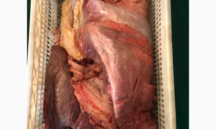 Субпродукты говяжьи и конские - фото № 3