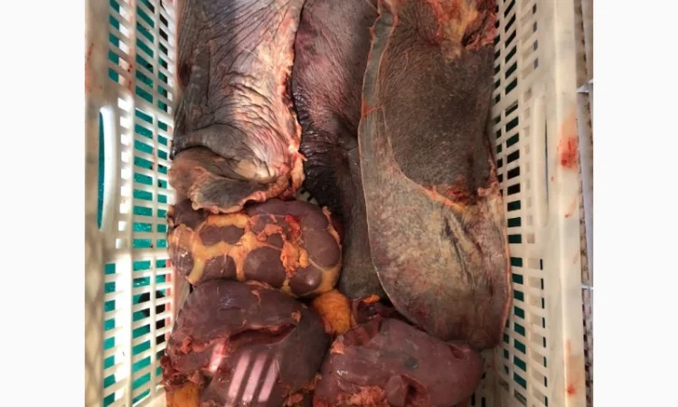 Субпродукты говяжьи и конские - фото № 6