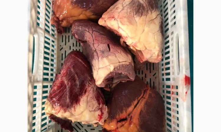 Корм для собак: субпродукты говядины и конины - фото № 12