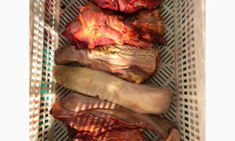 Корм для собак, субпродукты, мясо - фото № 1