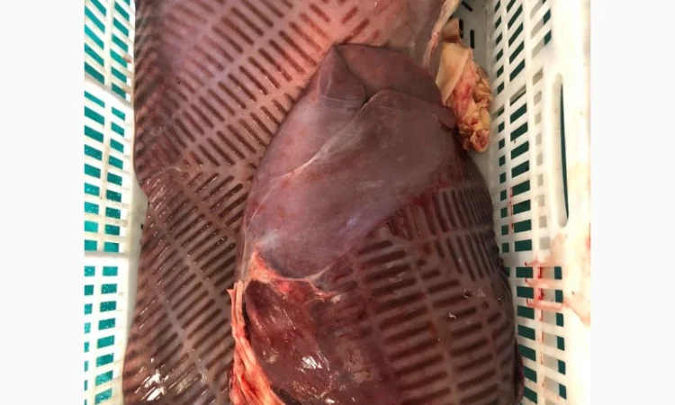 Корм для собак, субпродукты, мясо - фото № 3