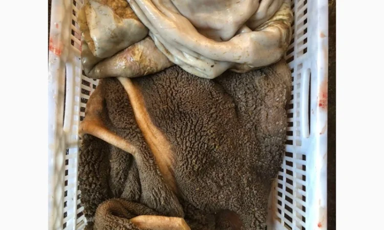 Корм для собак, субпродукты, мясо - фото № 9