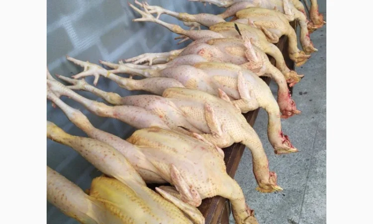 Півні, кури, індики, бройлери - фото № 1