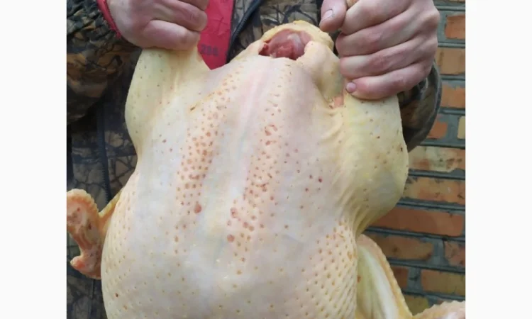 Півні, кури, індики, бройлери - фото № 2