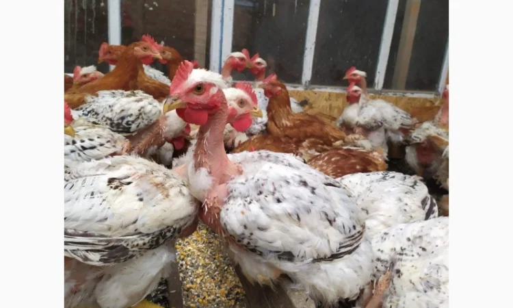 Півні, кури, індики, бройлери - фото № 3