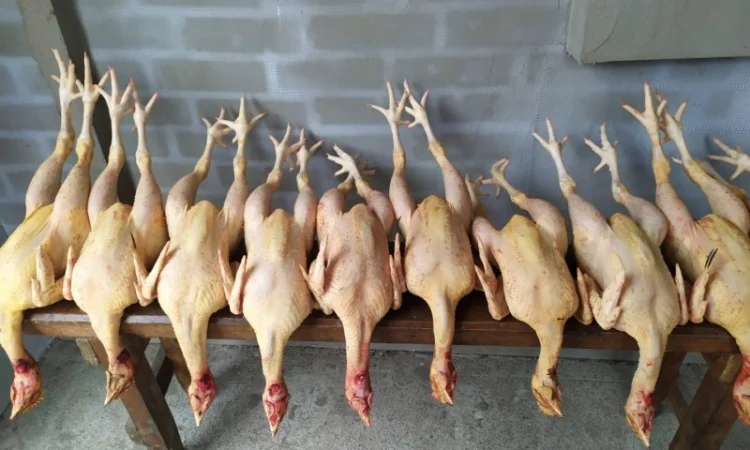 Півні, кури, індики, бройлери - фото № 4