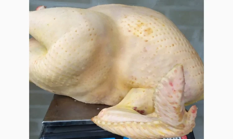 Півні, кури, індики, бройлери - фото № 5