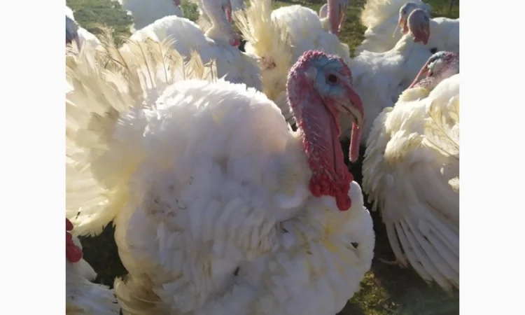 Півні, кури, індики, бройлери - фото № 6