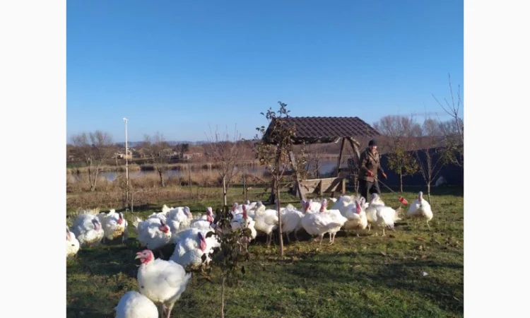 Півні, кури, індики, бройлери - фото № 7