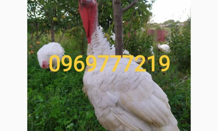 Півні, кури, індики, бройлери - фото № 8