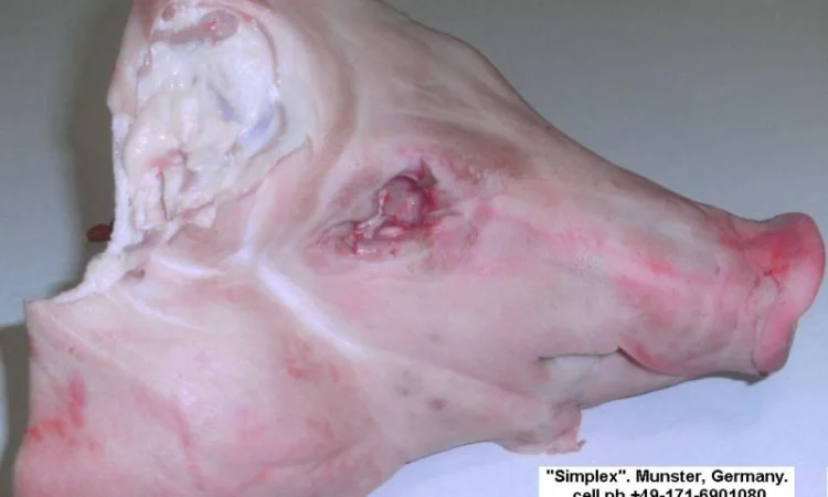 Субпродукты. шпик. мясная обрезь цены на simplexmeat.de - фото № 2