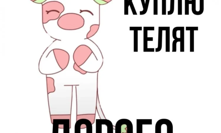 Куплю телята бычки КРС - фото № 1