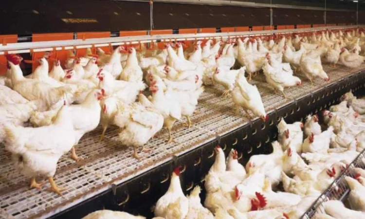 Купим на постоянной основе мясо Свинины,  Говядины,  Телятины,  Баранины - фото № 1