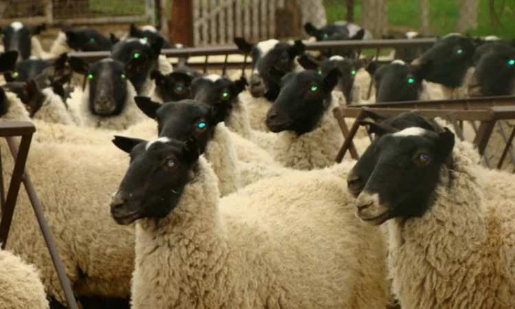 Купим на постоянной основе мясо Свинины - фото № 1