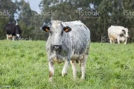 Куплю Дорого Быков В Харьковской обл - фото № 1