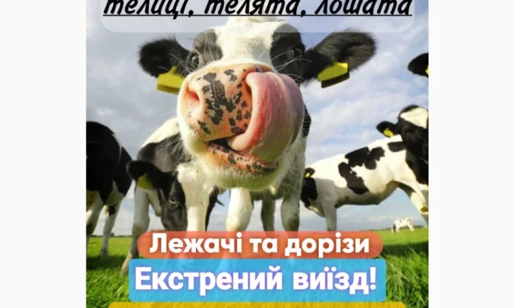 Закуповуємо ВРХ, корови, коні, бички, телиці, телята, лошата - фото № 1