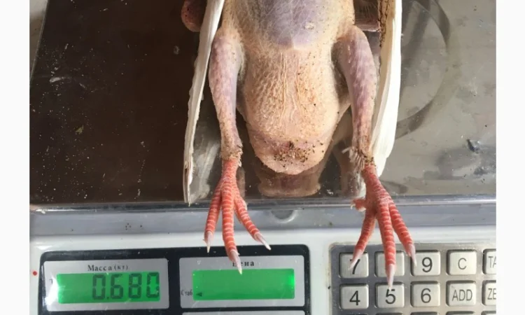 М'ясо м'ясних голубів - фото № 3