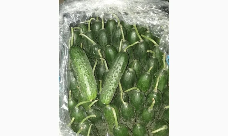 Цитрусові та овочі з Туреччини від постачальника - фото № 1