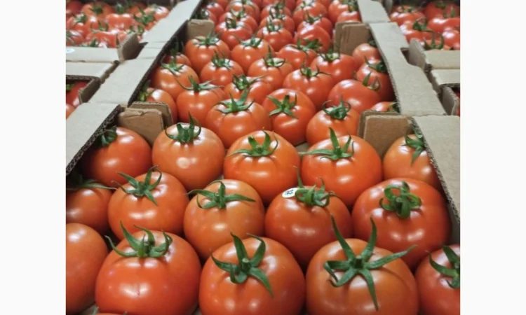 Цитрусові та овочі з Туреччини від постачальника - фото № 20