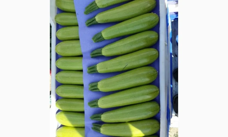 Цитрусові та овочі з Туреччини від постачальника - фото № 19