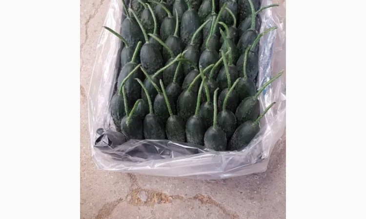 Цитрусові та овочі з Туреччини від постачальника - фото № 18