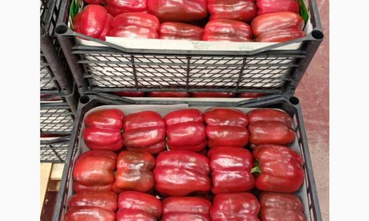 Цитрусові та овочі з Туреччини від постачальника - фото № 14