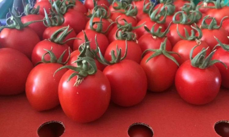 Цитрусові та овочі з Туреччини від постачальника - фото № 13