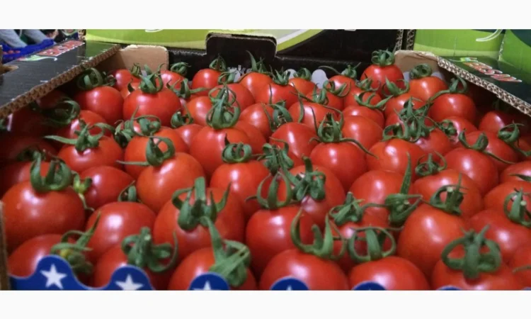 Цитрусові та овочі з Туреччини від постачальника - фото № 12