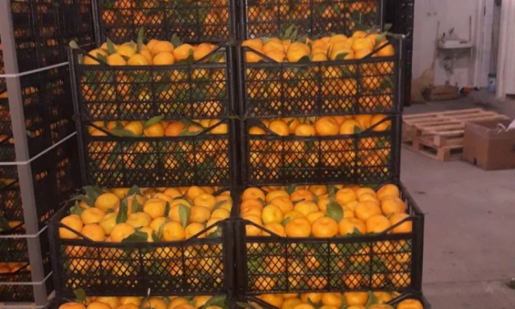 Цитрусові та овочі з Туреччини від постачальника - фото № 11