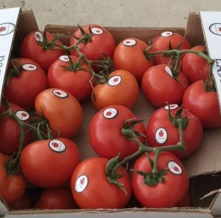 Цитрусові та овочі з Туреччини від постачальника - фото № 10