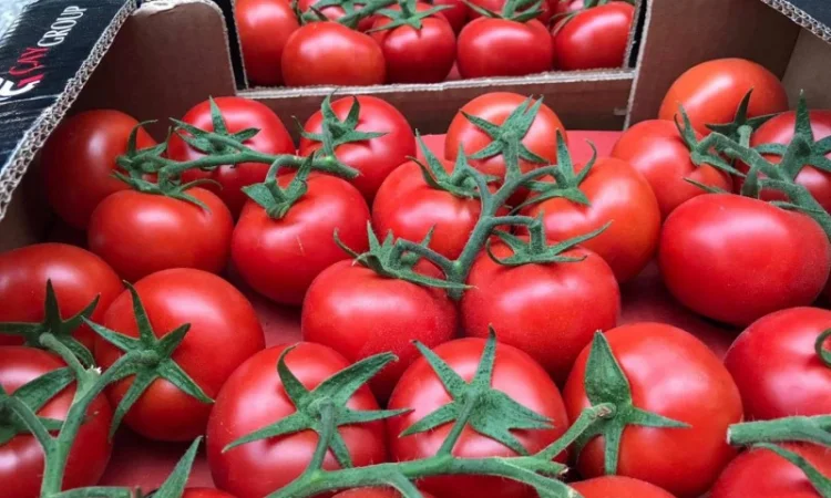 Цитрусові та овочі з Туреччини від постачальника - фото № 7